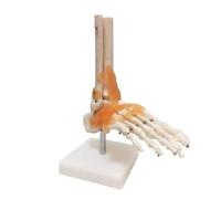 Life size 1:1 Human Foot Ankle Joint Model,Foot Bone Model, PVC Foot Skeleton Structure Model for Medical School Teaching Study Human Body Teaching Model