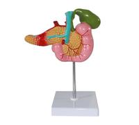 Life Size 1:1 Human Pancreas Duodenum Gallbladder Pathological Anatomical Model Anatomy Skeleton Learning Lab Supplies