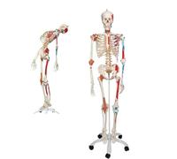 Life Size 170cm Human Skeleton Model with Stand & Wheels