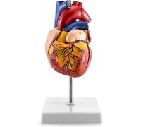 Life-Size 2-Part Human Heart Medical Model with 34 Anatally Correct Structures and Magnetic Design