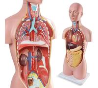 Life-Size 34.5" Human Torso Anatomy Model with Base, Human Body Anatomical Model with Removable Heart Head Skull Brain Liver Lungs Organs, for Medical Science Education Study or Teaching