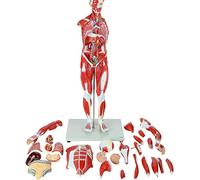 Life-Size 78cm Human Muscle Model With 27 Removable Parts, Deep & Superficial Musculature, Vital Organs, Detachable Dissected Body Structure For Anatomy Study