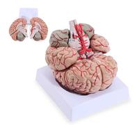 Life-Size 8-Part Human Brain Model, Brain Model for Neuroscience, Color-Coded Arteries, Anatomical Brain Teaching Model for Educational Anatomy Display Model