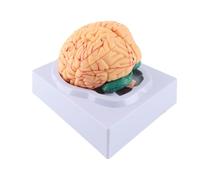 Life-Size Anatomical Brain Model, 8 Parts Color-Coded Human Anatomy Model
