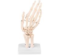 Life - Size Anatomical Hand Skeleton Model, Medical Hand Joint Study Tool, Detailed Human Hand Bone Structure with Plastic Base for Anatomy Education in Schools and