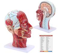 Life Size Anatomical Head Model Skull,Half Human Head Superficial Neurovascular Model with Musculature, and Brain for Medical Teaching Learning Display Tool