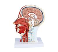 Life Size Anatomical Head Model Skull,Half Human Head Superficial Neurovascular Model with Musculature, and Brain for Medical Teaching Learning