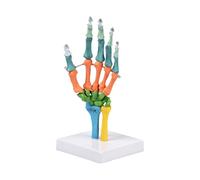 Life Size Anatomical Human Hand Bone Model for Education Color Coded Hand Bone Skeleton Anatomy Model with Movable Wrist Student Tool