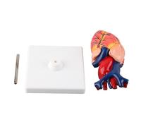 Life Size Anatomical Human Heart Model Detailed Ventricles Atrium Valves Veins Aorta Teaching Tool for High School Medical Education Resin Material