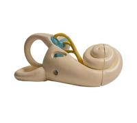 Life Size Anatomical Inner Ear Model - Detachable 2-Part PVC Labyrinth with Internal Structure for Medical Teaching & Lecture Demonstration