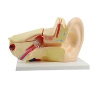 Life Size Anatomical Inner Ear Model Realistic Human Ear Structure Anatomy Model Teaching Tool for Science Education Ear Anatomy Trainer