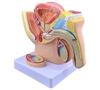 Life-Size Anatomical Male Genitalia Model - 1:2 Prostate Testicular Urinary System Model for Reproductive Education, Realistic Pelvic Anatomy Teaching Aid