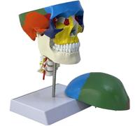 Life-Size Anatomical Skull Model with Cervical Vertebra - Human Colored Educational Supplies for Science Classroom Teaching