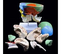 Life-Size Anatomy Human Skull with Brain And Cervical Vertebra Anatomical Model,Color-Coded Partitioned Skull for Scienc