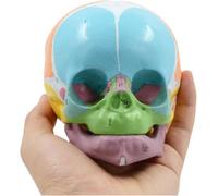 Life Size Baby Head Anatomical Model - Educational Teaching Tool for Learning About Human Anatomy