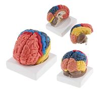 LIFE SIZE BRAIN FUNCTIONAL PARTITION MODEL Anatomical Human Brain Model of Teaching School Supply Function Cerebral Arte