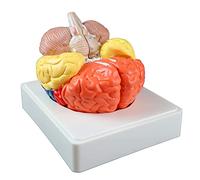 Life-Size Brain Model 3 Parts Human Brain Model Anatomy Features All Lobes, Cortexes, Cerebellum And Brain Stem Whith Di