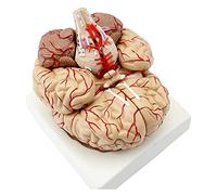 Life Size Brain Model 4D Human Brain Model Disassembled 8 Parts Organ Teaching Model for Anatomy Study (Size : 12X11X15Cm) (Size : 12 X 11 X 15Cm) (12 X 11 X 15Cm)