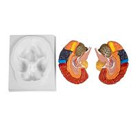 Life-Size Brain Model Human Brain Anatomy 2-Part Model of Brain Color-Coded Brain Anatomical Model with Display Base Brain Teaching Anatomy of Brain for Study Skeleton Model