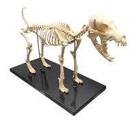 Life Size Canine Skeleton Bone Model, 25.2"x3.94"x11.8" Medical Anatomical Canine Dog Skeleton Model,Animals Anatomical Model Display Lab Teach Veterinary