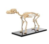 Life Size Canine Skeleton Bone Model, Canine Dog Skeleton Model | 22"x8"x12.5" Medical Anatomical, for Display Lab Teach Veterinary