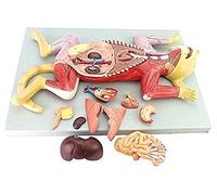 Life-Size Cat Organ Model, Breakable into 10 Parts, Educational Anatomical Teaching Model for Animal Anatomy