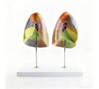 Life Size Colored Lung Function Area RespiratoryTeaching Organ Model丨2 Parts Human Anatomical Lung Model with Digital Signs and Base, Displaying the Range of 10 Lung Segments for Nursing Student