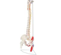 Life Size Colored Spine Anatomy Model, 31.5" Flexible Colored Anatomical Human Spine Model with Points, Vertebrae, Nerves, Arteries,Medical Spine Model with Brackets