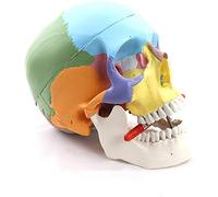 Life Size Colorful Human Skull Model Anatomical Anatomy Medical Skeleton Head Studying Teaching stuff