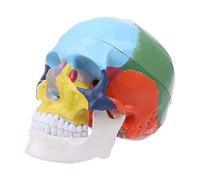 Life Size Colorful Human Skull Model Anatomical Anatomy Medical Teaching Skeleto Teaching Model Airplane