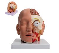 Life Size Detachable 4-Piece Human Head Structure and Brain Anatomy Model丨Science Human Head Model with Digital Signs, Blood Vessels Brainstem Nerves Salivary Glands and Nasal Cavity for Study