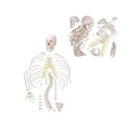 Life-Size Disarticulated Human Skeleton Model