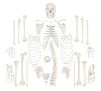 Life-Size Disarticulated Human Skeleton Model for Education, 170cm with 3-Part Skull & 23 Intervertebral Discs, 1set