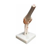 Life Size Elbow Joint Anatomical Model Skeleton Human Medical Anatomy Fully Articulated for Human Anatomy Study