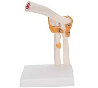 Life Size Elbow Joint Skeleton Model Accurate Study Display Teaching Anatomy Education Medical Training Classroom Office Decor