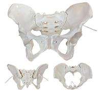 Life-Size Female Pelvic Anatomy Model with Elastic Bands - Flexible Female Pelvis Model On Elastic for Medical Education, Obstetrics, and Patient Communication