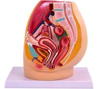 Life-Size Female Pelvic Skeleton Model, Female Pelvic reproductive Anatomy Model, 2-Part Pelvic Organ Model with Muscles, Urinary, reproductive Systems
