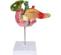 Life Size Female Pelvis Childbirth Model for Gynecology Teaching - Includes Umbilical Cord and Placenta Simulator