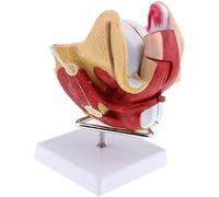 Life Size Female Pelvis Model - 4 Parts Human Reproductive Organs with Stand for Physiology and Hygiene Education