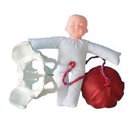 Life Size Female Pelvis Model Childbirth Midwifery Training Model Wiht Female Pelvis And Baby for Gynecology Teaching Standard Childbirth Simulator with Models of Baby Pelvis 3Pcs