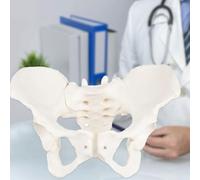 Life Size Female Pelvis Model, Demonstrate with Motion, Flexible Female Anatomy Model, Hip Bone Pelvic Anatomical Model for Science Education Midwife in Obstetrics, Gynecology & Patent Communication