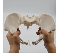 Life Size Flexible Female Pelvis Model - Anatomical Sacrum Hip Bone Skeleton for Medical Education & Nursing Students