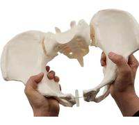 Life Size Flexible Female Pelvis Model, Female Pelvis Medical Educational Model, Can Bend Human Hip Bone Pelvic Anatomical Model, Educational Tool For Midwife, Nursing School Student
