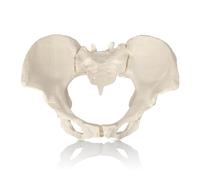 Life-Size Flexible Female Pelvis Model for Science Education, Obstetrics, Gynecology & Patient Communication, with Detailed Pelvic Skeleton
