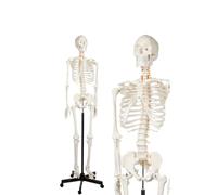 Life-Size Flexible Human Skeleton Model 170Cm with Rolling Stand - Anatomically Correct 206 Bones,1pcs