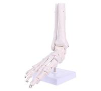 Life Size Foot Ankle Joint Anatomical Skeleton Model Medical Display Study Tool Teaching Model