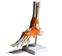 Life-Size Foot Joint Model with Ligaments - 26 Bone Detachable Structure for Anatomy | Eco-Friendly PVC