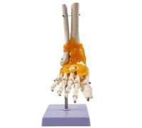 Life-Size Foot Joint Model with Ligaments - 26-Bone Structure for Anatomical Teaching & Movement Demonstration - Eco-Friendly PVC Material