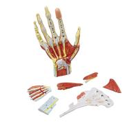Life Size Hand Skeleton Anatomical Model with Muscles, Ligaments, Nerves & Blood Vessels - 7 Parts Human