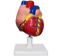Life Size Heart Anatomical Model - Human Organ Anatomical Model Heart Model - Anatomy Model Human Heart Model - for Educational Training Aid Science Teaching Toys (Color